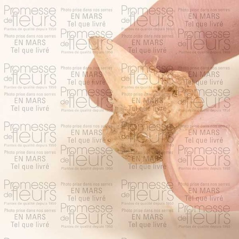 Esempio di esemplare Arisaema sikokianum Bulbo come consegnato