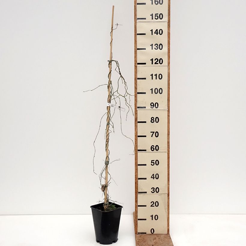 Aristolochia macrophylla Vaso da 6L/7L esemplare consegnato in inverno