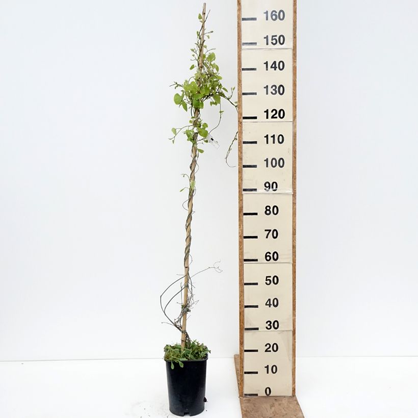Aristolochia macrophylla Vaso da 6L/7L esemplare consegnato in primavera