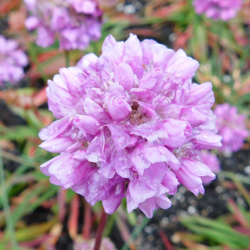 Armeria pseudarmeria Ballerina Lilac (Flowering)