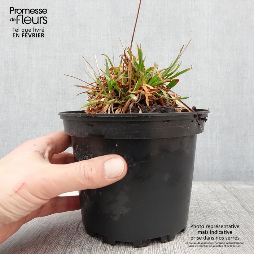 Example of Armeria pseudarmeria Ballerina Lilac Vaso da 2L/3L as you get in hiver