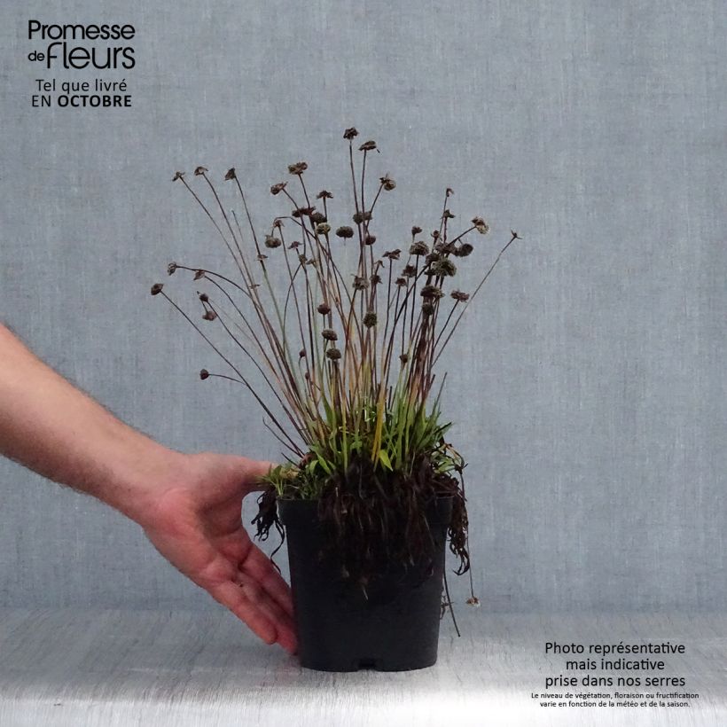 Esemplare di Armeria pseudarmeria Ballerina Red Vaso da 2L/3L come consegnato in autunno