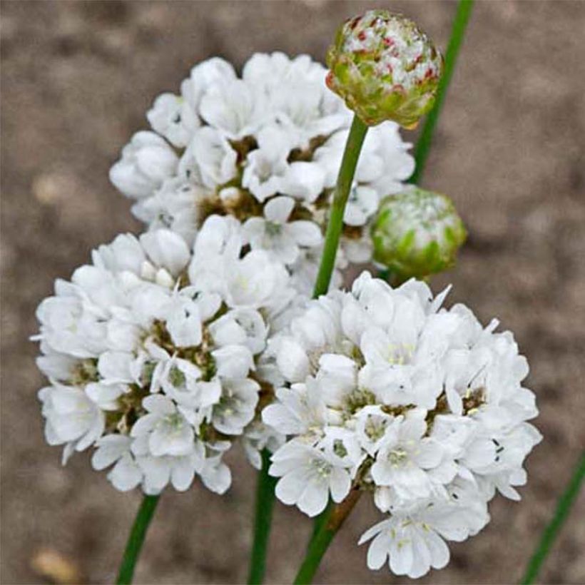 Armeria pseudarmeria Ballerina White (Flowering)