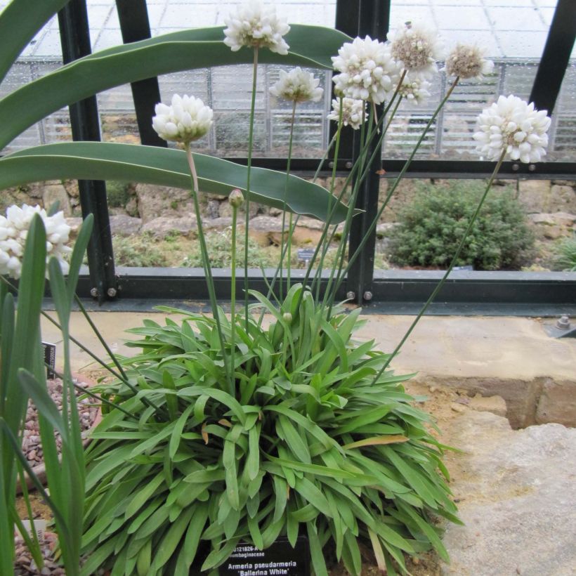 Armeria pseudarmeria Ballerina White (Plant habit)