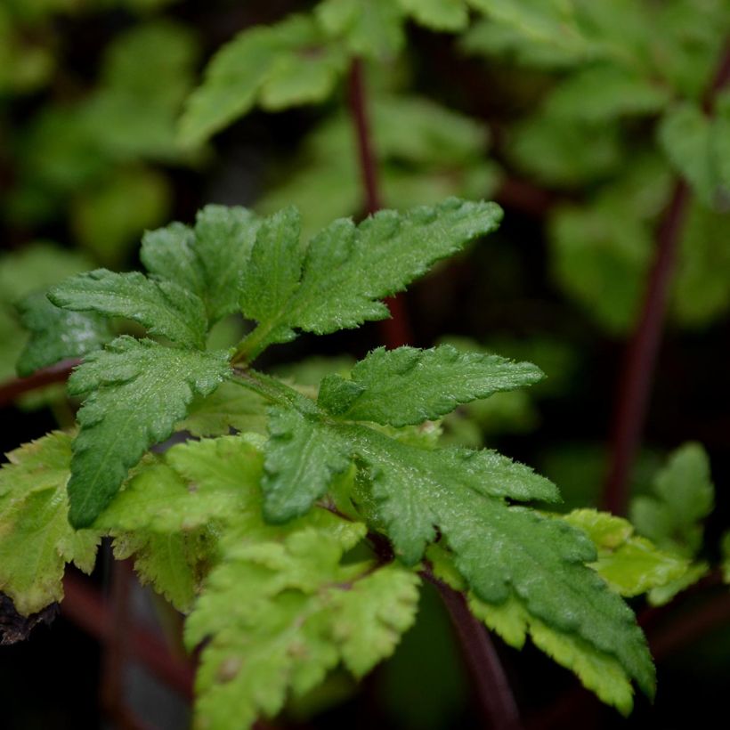 Artemisia lactiflora Guizhou (Fogliame)