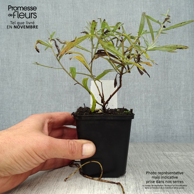 Esemplare di Artemisia ludoviciana Silver Queen Vasetto da 8/9 cm come consegnato in autunno