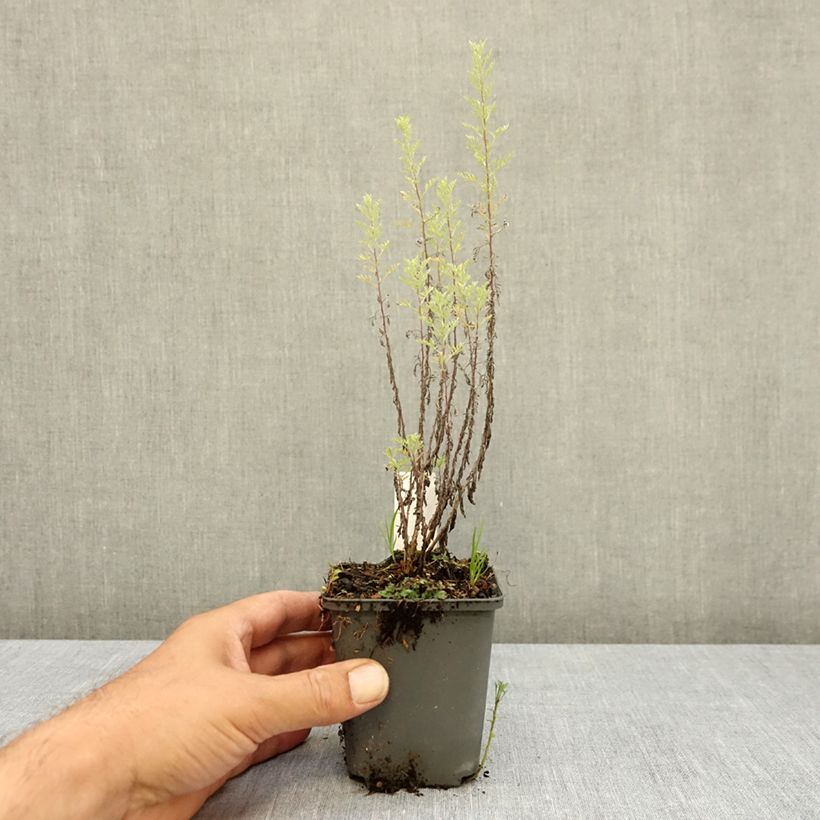 Esemplare di Artemisia pontica - Assenzio pontico Vasetto da 8/9 cm consegnato in estate