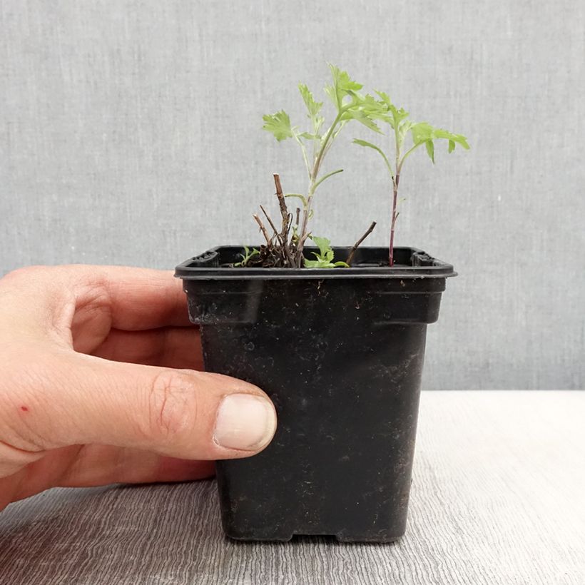 Artemisia comune Bio Vasetto da 7/8 cm esemplare consegnato in primavera