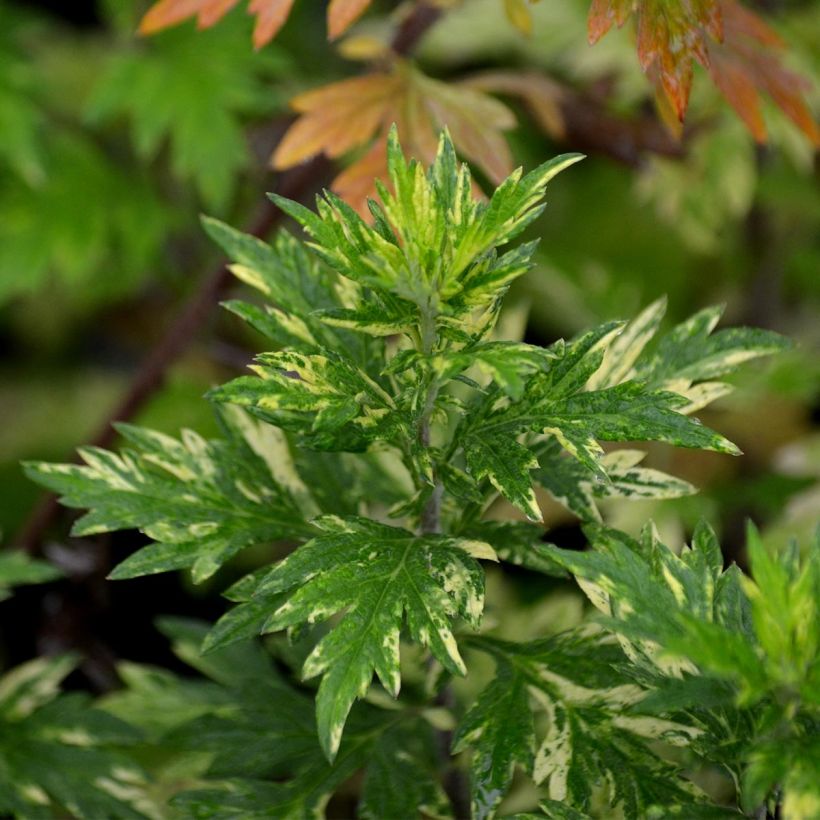 Artemisia vulgaris Oriental Limelight - Assenzio selvatico (Foliage)