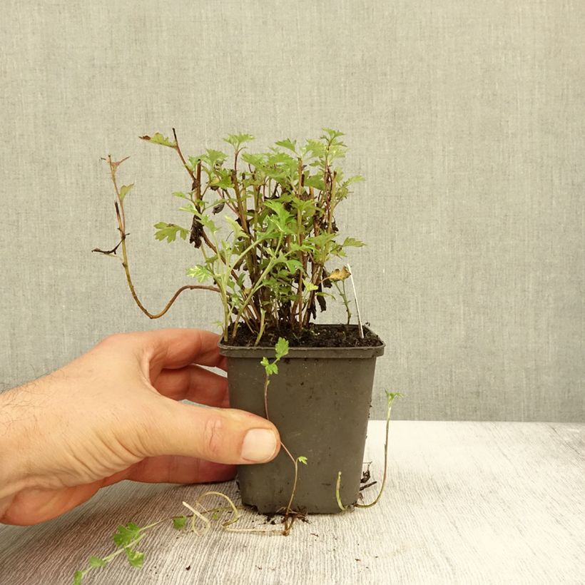 Esemplare di Artemisia vulgaris Oriental Limelight - Assenzio selvatico Vasetto da 8/9 cm come consegnato in autunno