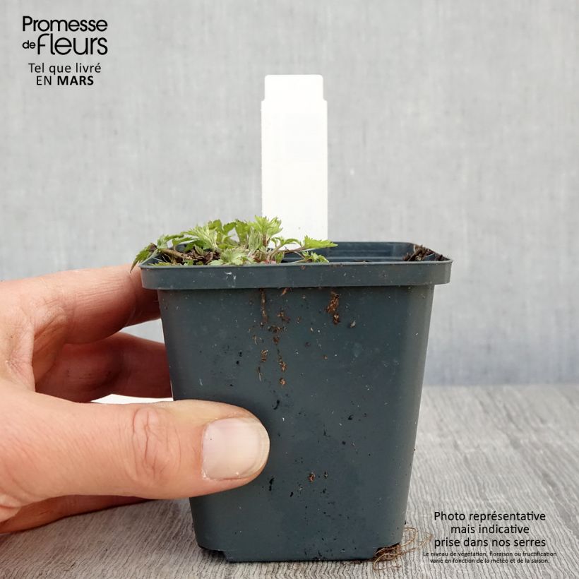 Example of Artemisia lactiflora Jim Russel Vasetto da 8/9 cm as you get in printemps