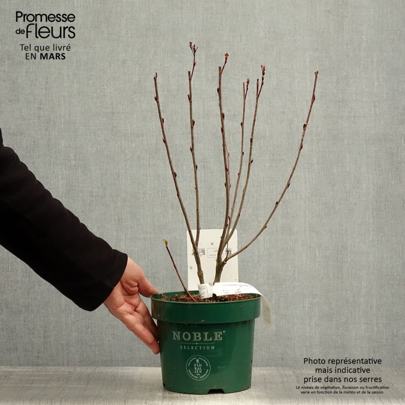 Example of Aronia melanocarpa Autumn Magic - Aronia Vaso da 2L/3L as you get in printemps