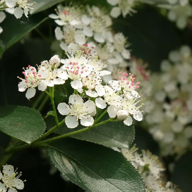 Aronia melanocarpa Autumn Magic - Aronia (Flowering)