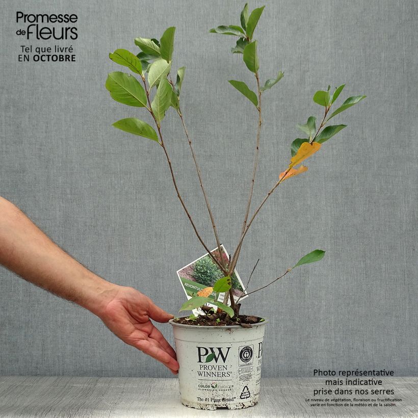 Esemplare di Aronia melanocarpa Revontuli Hedger - Aronia Vaso da 3L/4L come consegnato in autunno