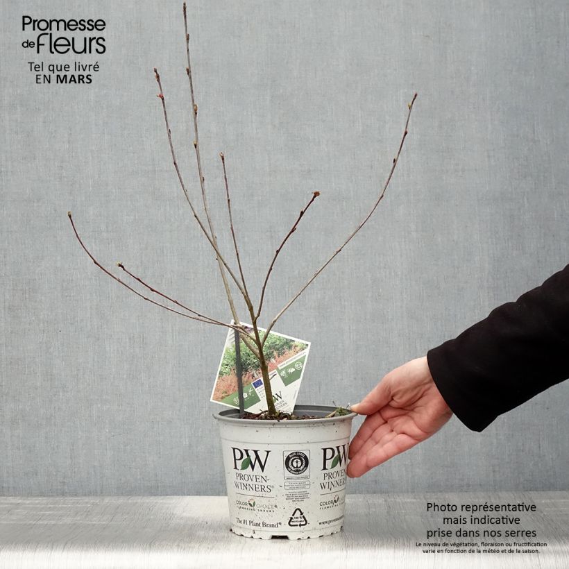 Aronia melanocarpa Revontuli Hedger - Aronia Vaso da 3L/4L esemplare consegnato in primavera