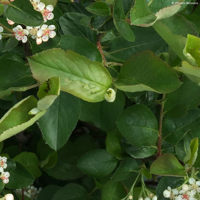 Aronia melanocarpa Revontuli Hedger - Aronia (Fogliame)