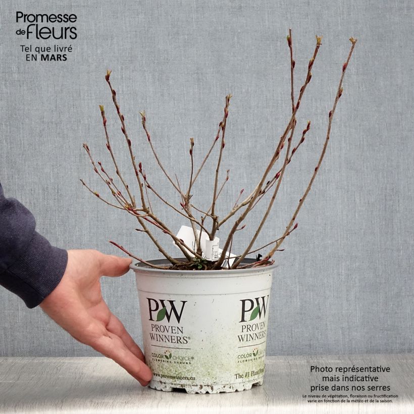 Aronia melanocarpa Revontuli Mound - Aronia Vaso da 3L/4L esemplare consegnato in primavera