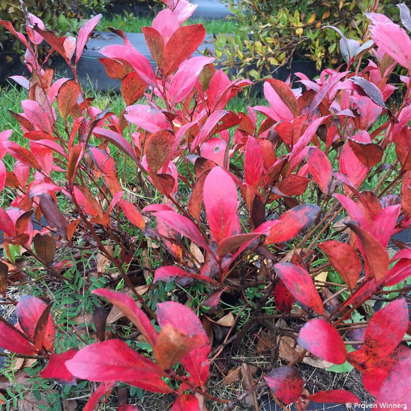 Aronia melanocarpa Revontuli Mound - Aronia (Fogliame)