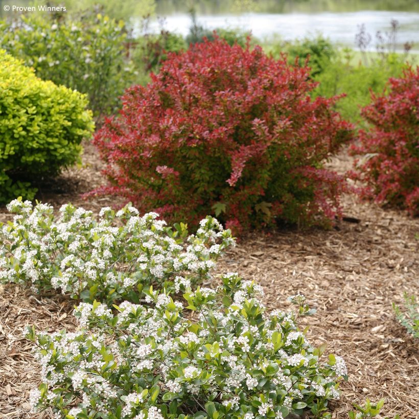 Aronia melanocarpa Revontuli Mound - Aronia (Porto)