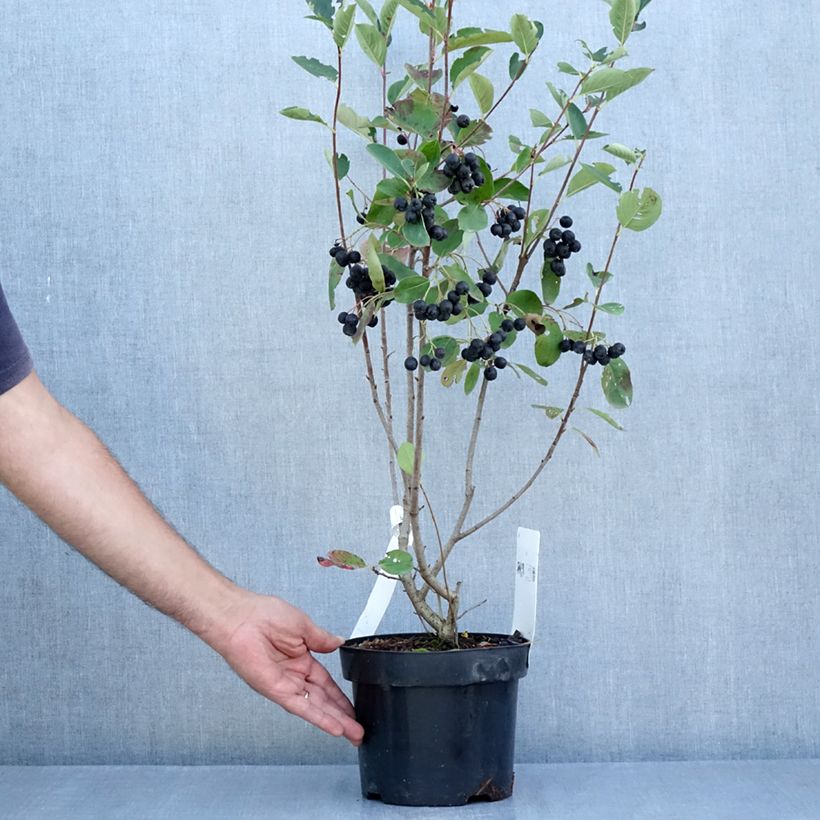 Esemplare di Aronia prunifolia Aron Vaso da 2L/3L consegnato in estate