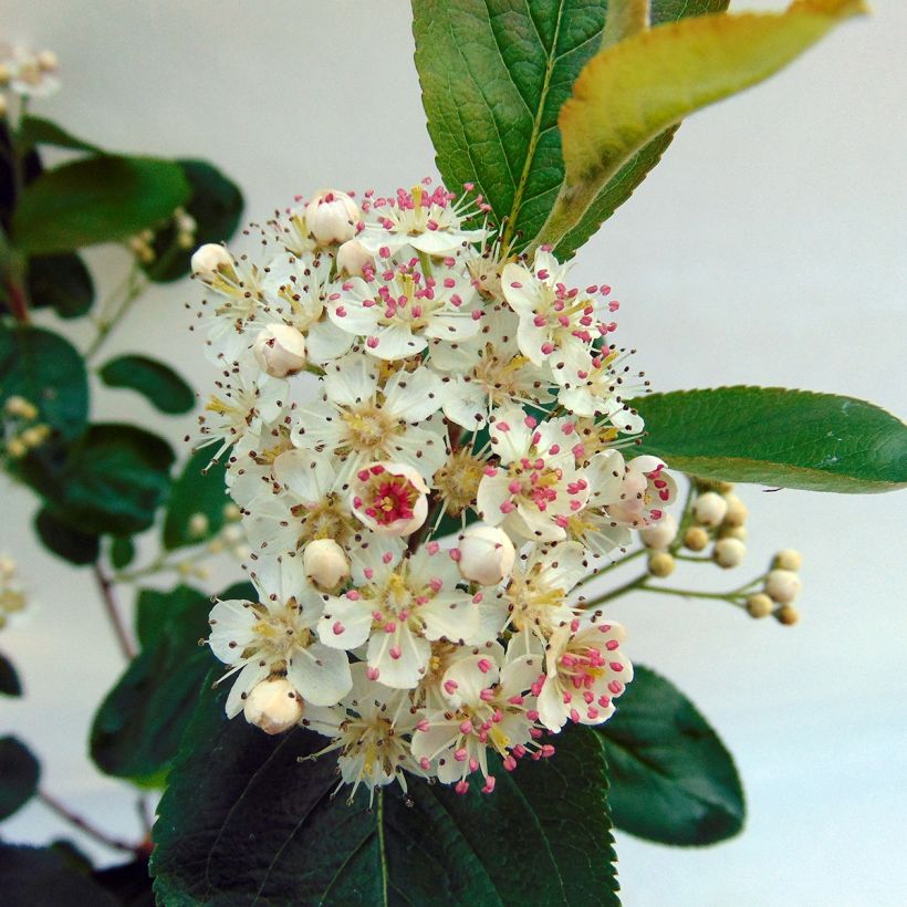 Aronia x prunifolia Viking - Aronia (Flowering)