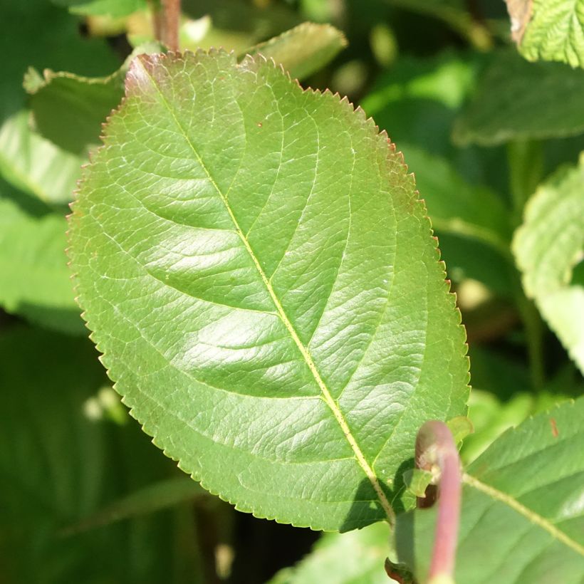 Aronia x prunifolia - Aronia (Foliage)
