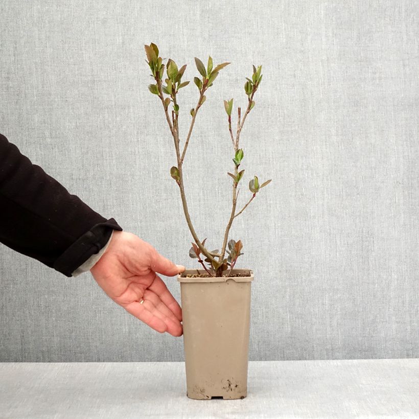 Example of Aronia x prunifolia - Aronia Vaso da 1,5L/2L, Multifusto as you get in printemps