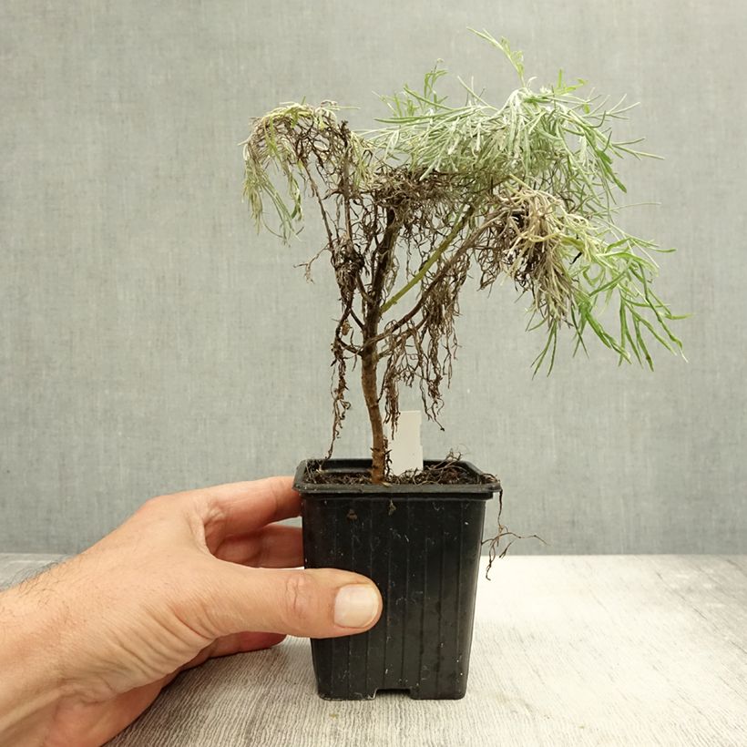 Esemplare di Artemisia mauiensis Makana Silver - Armoise de Mauï Godet de 8/9 cm come consegnato in autunno
