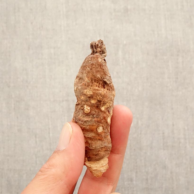 Arum italicum - Gìgaro chiaro Bulbo esemplare consegnato in primavera