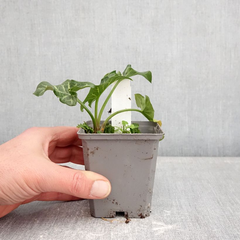 Arum italicum - Gìgaro chiaro Vasetto da 8/9 cm esemplare consegnato in inverno