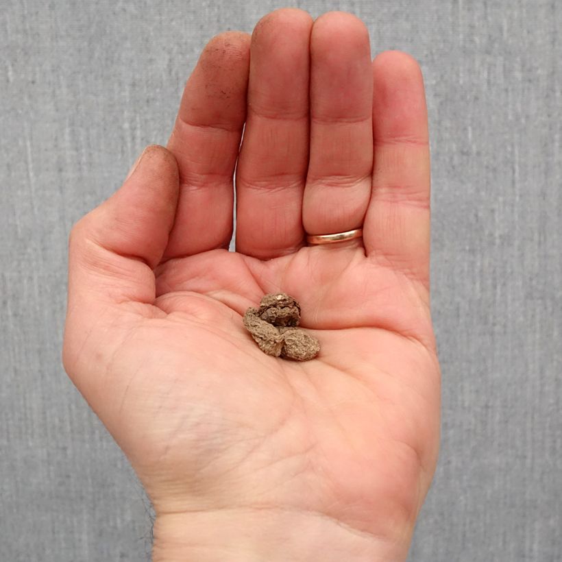 Arum maculatum - Gigaro scuro Bulbo taglia I esemplare consegnato in primavera