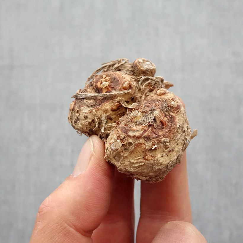 Zantedeschia Majestic Red - Calla Bulbo taglia 12+ esemplare consegnato in primavera