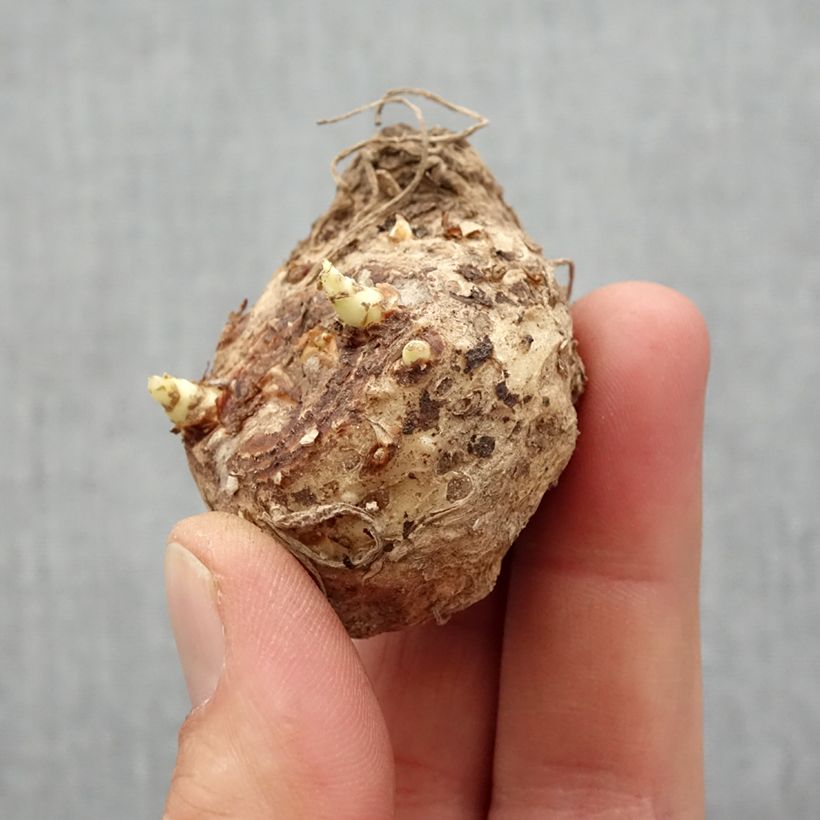 Zantedeschia Captain Mirage - Calla Bulbo taglia 14+ esemplare consegnato in primavera