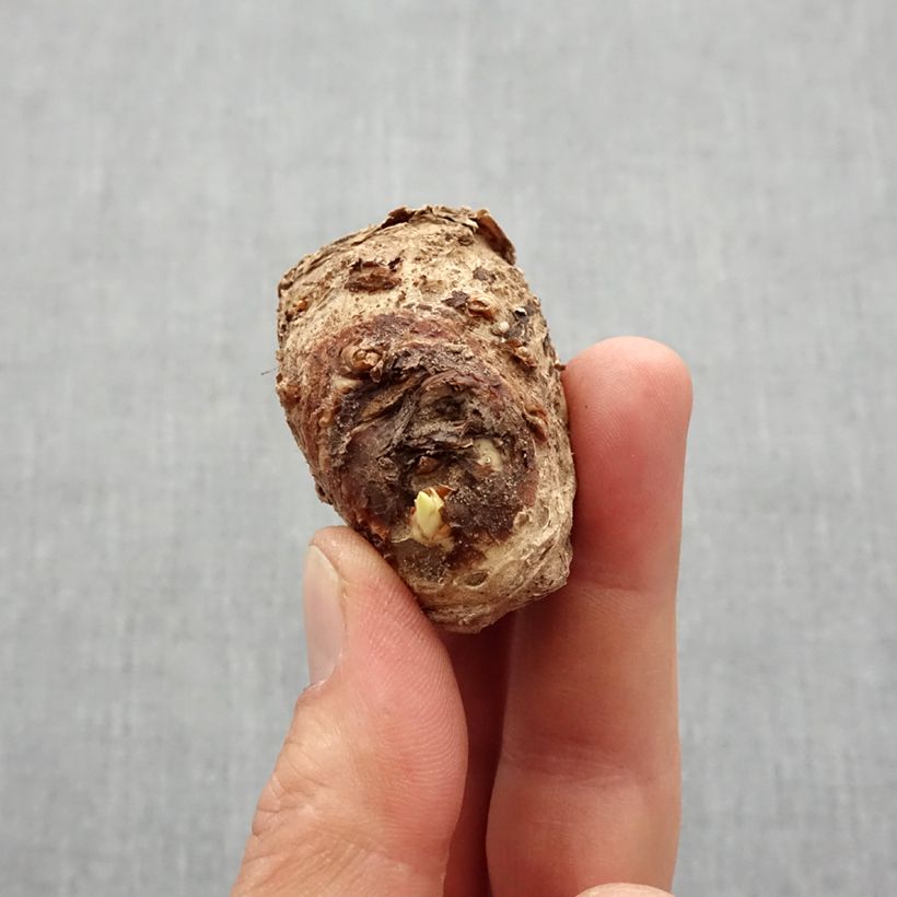 Zantedeschia Captain Samba - Calla Bulbo taglia 14+ esemplare consegnato in primavera