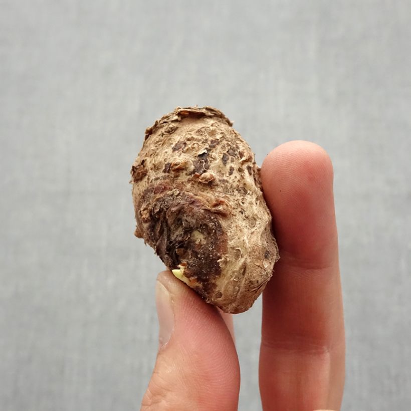 Zantedeschia Captain Marrero - Calla Bulbo taglia 14+ esemplare consegnato in primavera