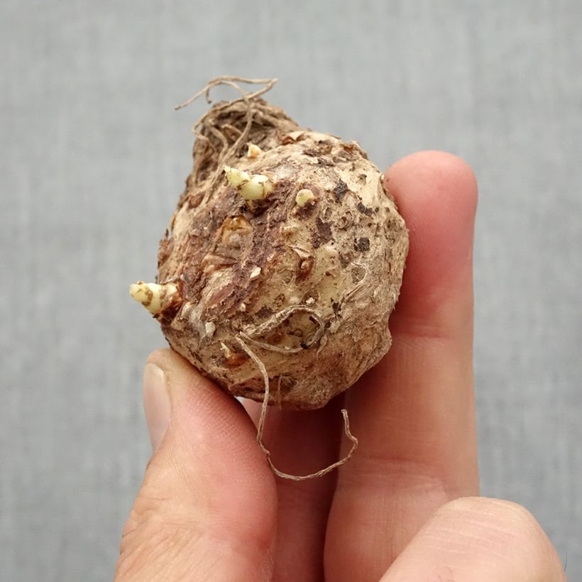 Zantedeschia Captain Reno - Calla Bulbo taglia 14+ esemplare consegnato in primavera