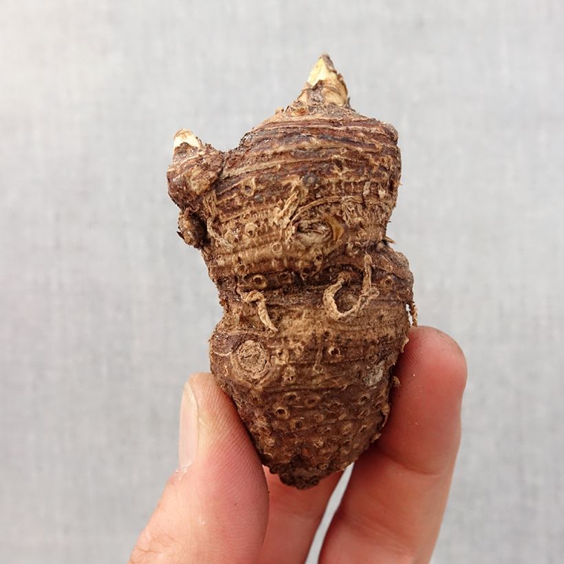 Zantedeschia aethiopica - Calla Bulbo taglia 16+ esemplare consegnato in primavera