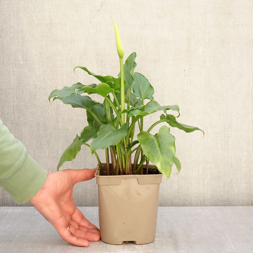 Zantedeschia aethiopica - Calla Vaso da 2L/3L esemplare consegnato in inverno