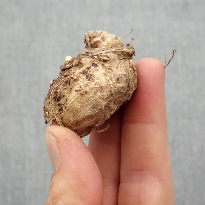 Zantedeschia Flame - Calla Bulbo taglia 14+ esemplare consegnato in primavera