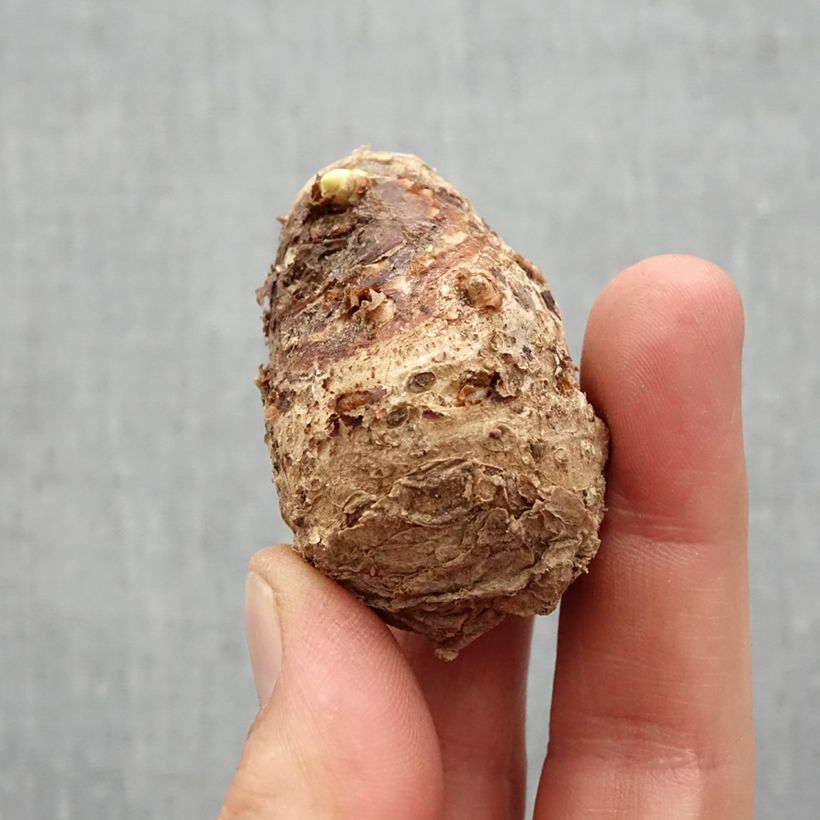 Zantedeschia Denver - Calla Bulbo taglia 14+ esemplare consegnato in primavera