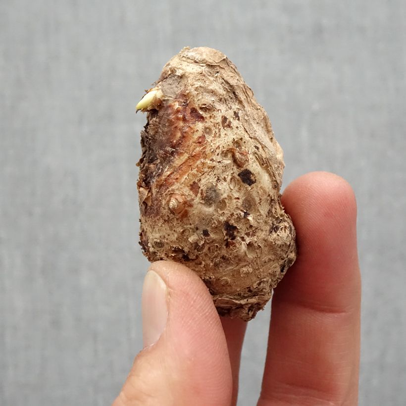 Zantedeschia Rehmanii - Calla Bulbo taglia 14+ esemplare consegnato in primavera