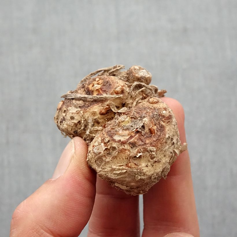 Zantedeschia Red Alert - Calla Bulbo taglia 14+ esemplare consegnato in primavera