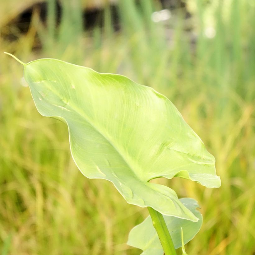 Zantedeschia aethiopica Green Goddess - Calla (Fogliame)