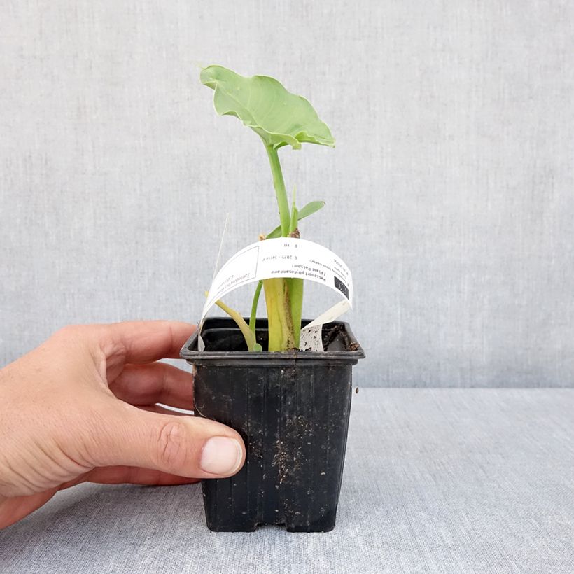 Zantedeschia aethiopica Green Goddess - Calla Vasetto da 8/9 cm taglia 15+ esemplare consegnato in primavera