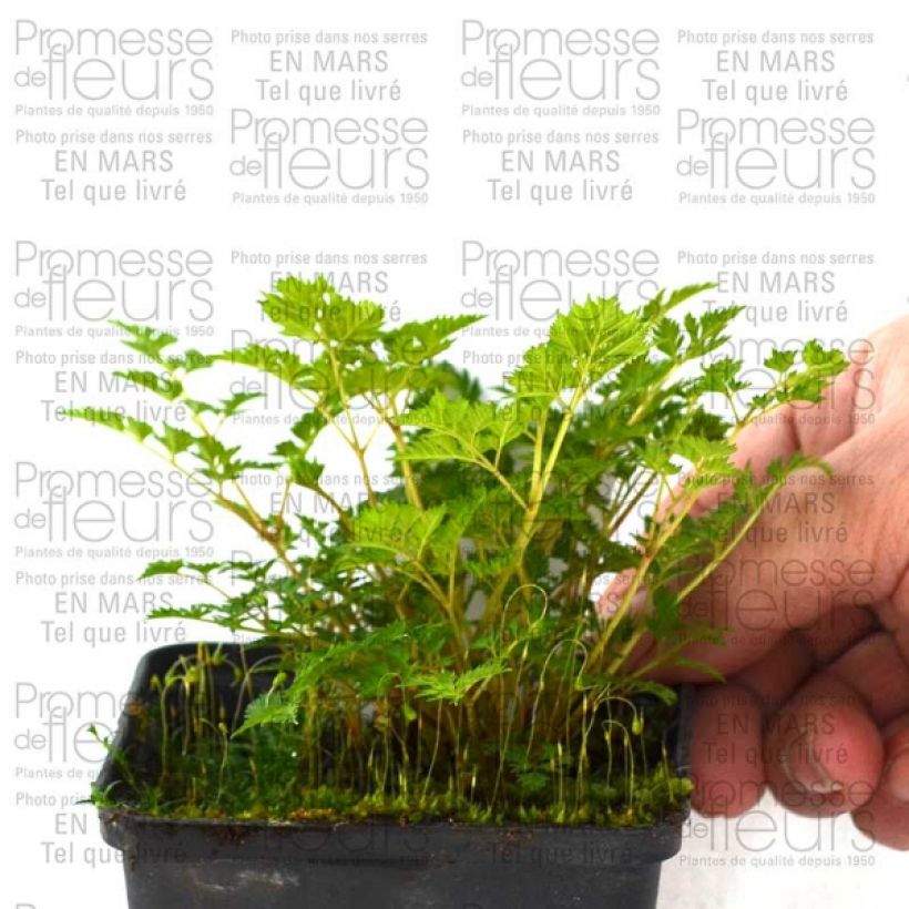 Esempio di esemplare Aruncus aethusifolius - Barba di capra Vasetto da 8/9 cm come consegnato