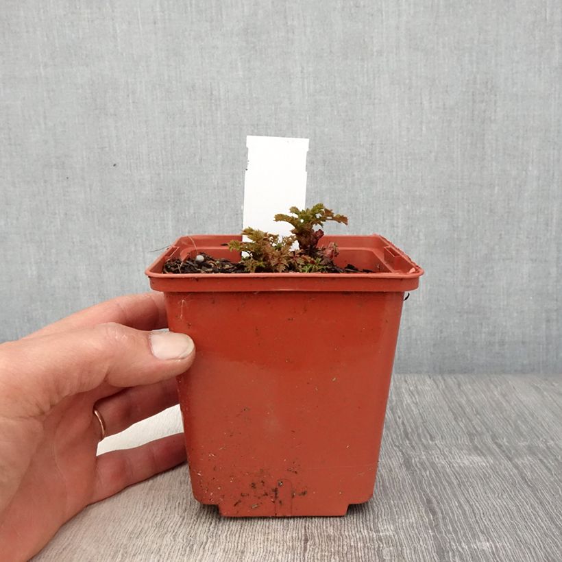 Aruncus Chantilly Lace - Barba di capra Vaso da 1L/1,5L esemplare consegnato in primavera