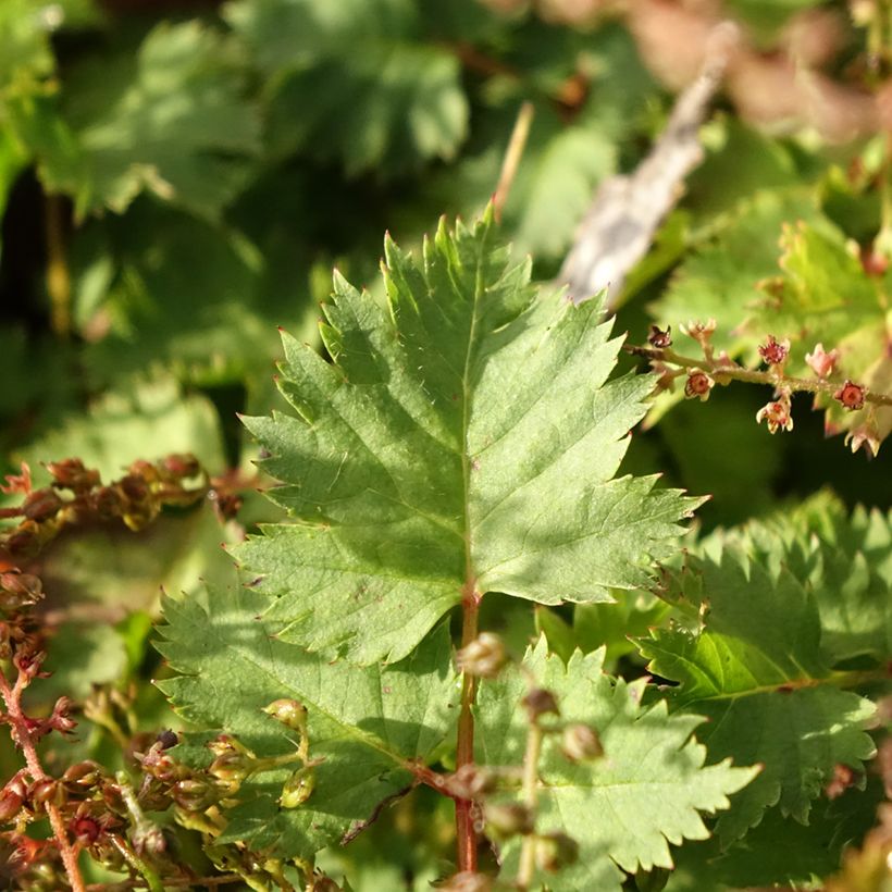 Aruncus dioicus var. kamtschaticus - Barba di capra (Foliage)