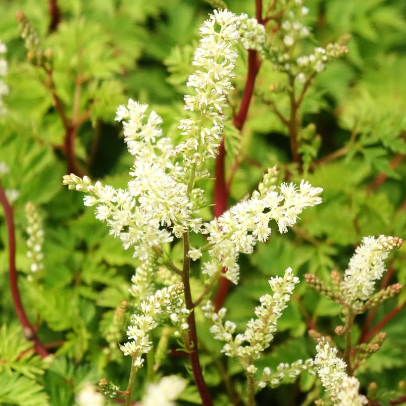 Aruncus dioicus Kneiffii - Barba di capra (Fioritura)