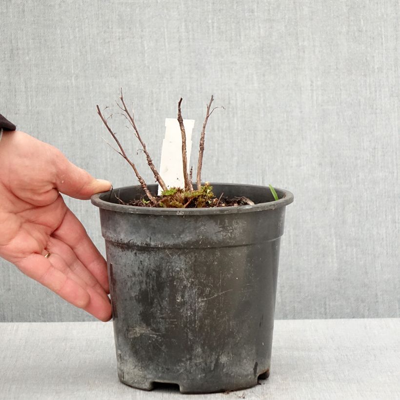 Example of Aruncus Guinea Fowl - Barba di capra Vaso da 2L/3L as you get in printemps