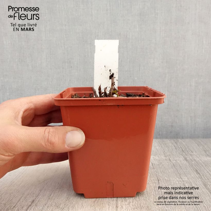 Example of Aruncus Misty Lace - Barba di capra Vaso da 1L/1,5L as you get in printemps